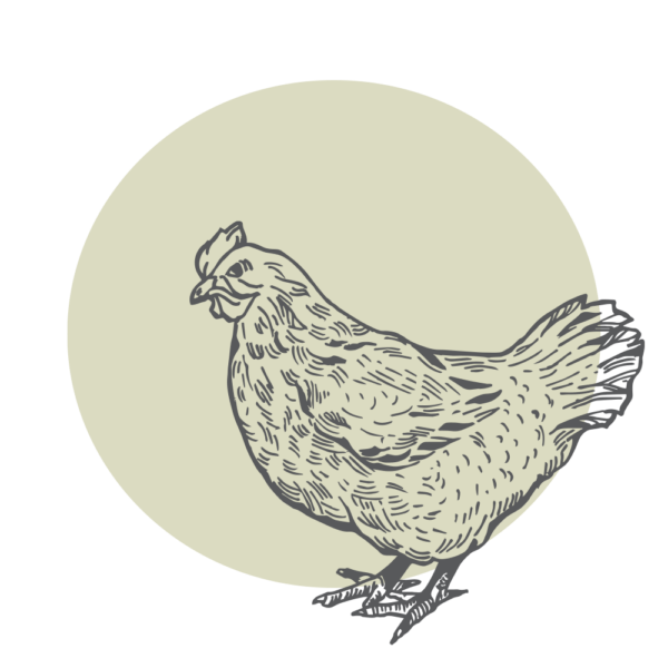 Huhn, gekocht 1Kg Stückig